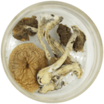 African Cubensis (Panaeolus africanus) | Mushroom Coffee Canada