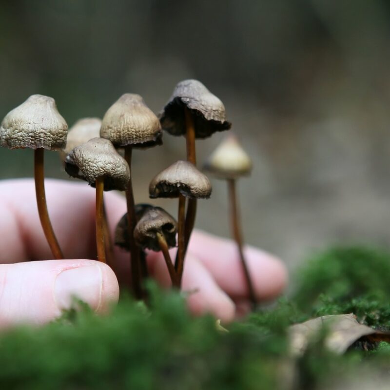 Guide to Magic Mushrooms | Mushroom Coffee Canada