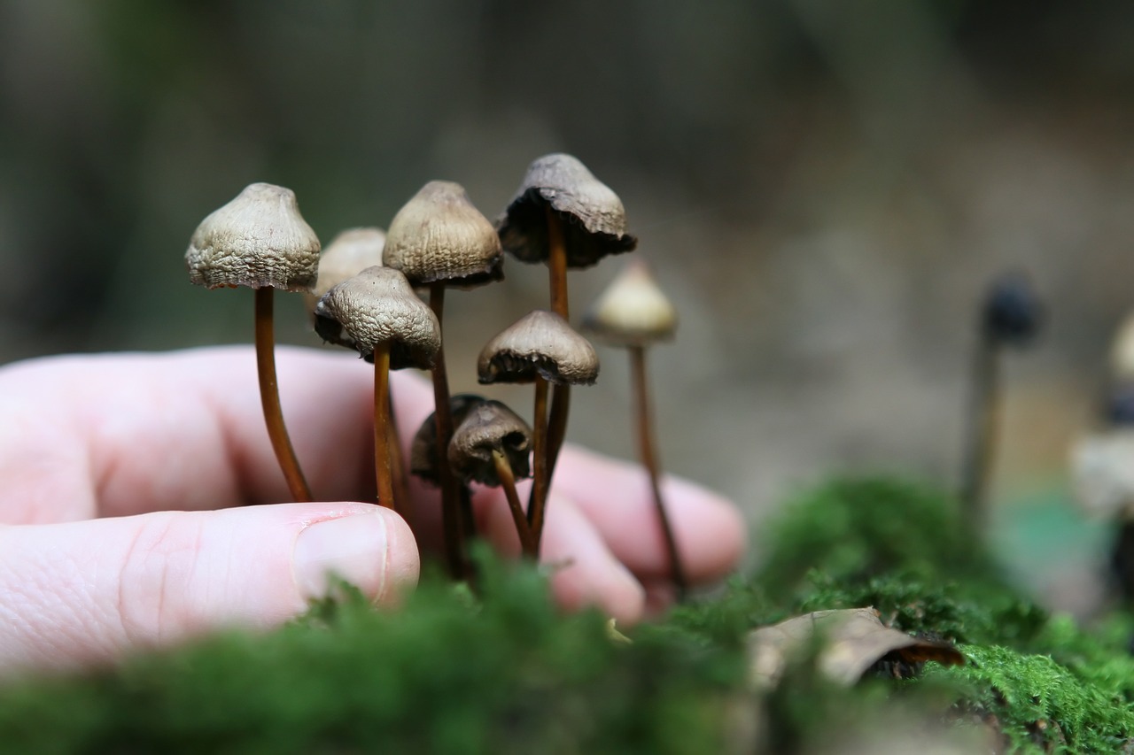 The Magical Network of Growing Magic Mushrooms
