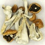 Creeper | Mushroom Coffee Canada