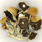 Penis Envy Cubensis | Mushroom Coffee Canada