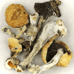 Thai Elephant | Mushroom Coffee Canada