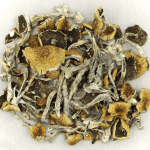 Daddy Long Legs | Mushroom Coffee Canada