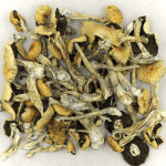 Puerto Rican | Mushroom Coffee Canada