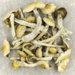 Blue Magnolia Rust | Mushroom Coffee Canada