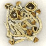 Texas Yellow Cap | Mushroom Coffee Canada