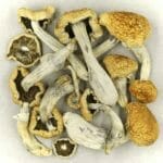 Vietnamese | Mushroom Coffee Canada