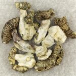 White Burma | Mushroom Coffee Canada