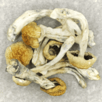 Chitwan Nepal | Mushroom Coffee Canada