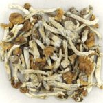 Florida White | Mushroom Coffee Canada