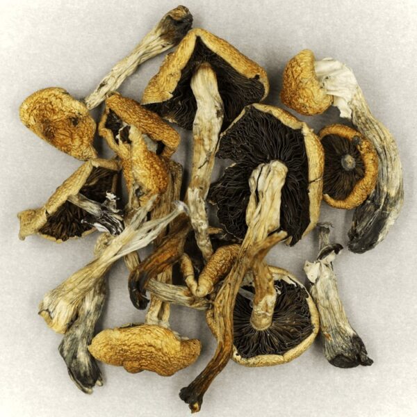 Malabar | Mushroom Coffee Canada