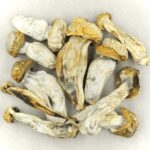 Melmac | Mushroom Coffee Canada