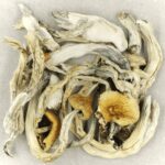Treasure Coast | Mushroom Coffee Canada
