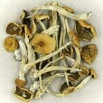 Mexicana | Mushroom Coffee Canada