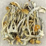 Amazonian Cubensis | Mushroom Coffee Canada
