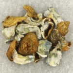 King Kong | Mushroom Coffee Canada