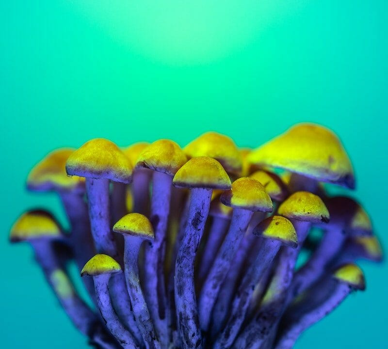 LSD Edibles | Mushroom Coffee Canada