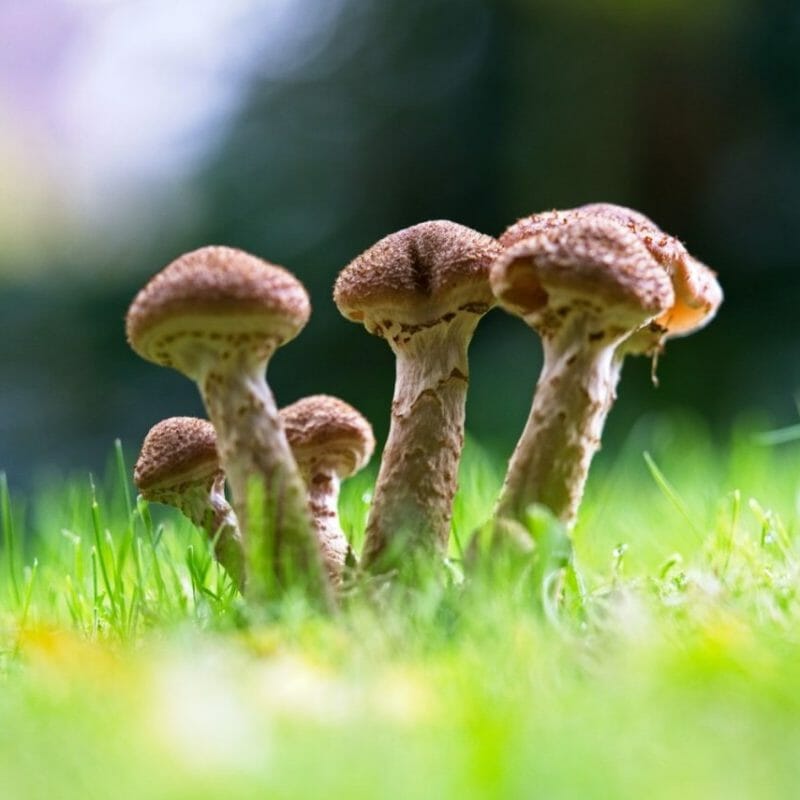 Mushroom Dispensary | Mushroom Coffee Canada