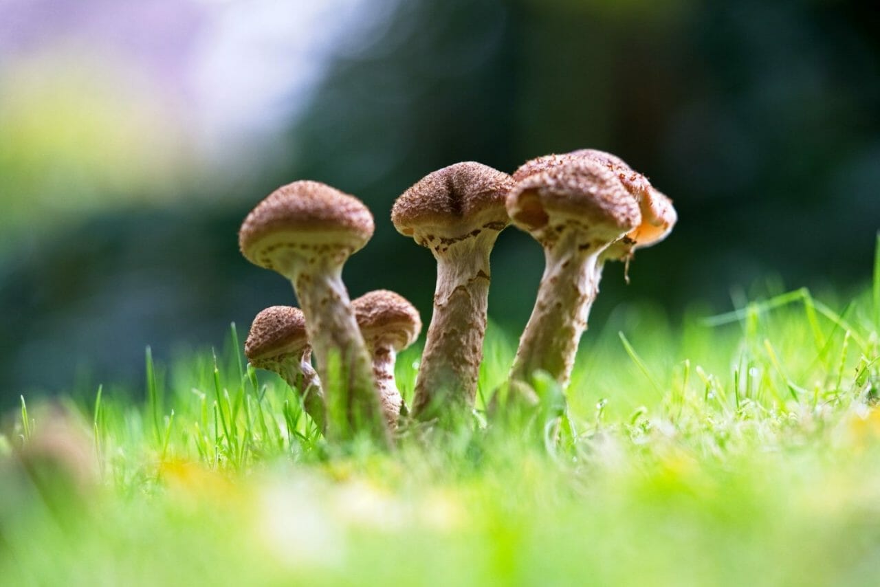 Why Should You Select a Mushroom Dispensary?