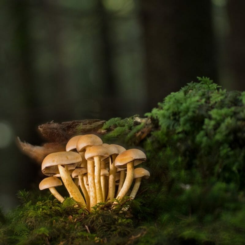 Strongest Mushroom Strains | Mushroom Coffee Canada