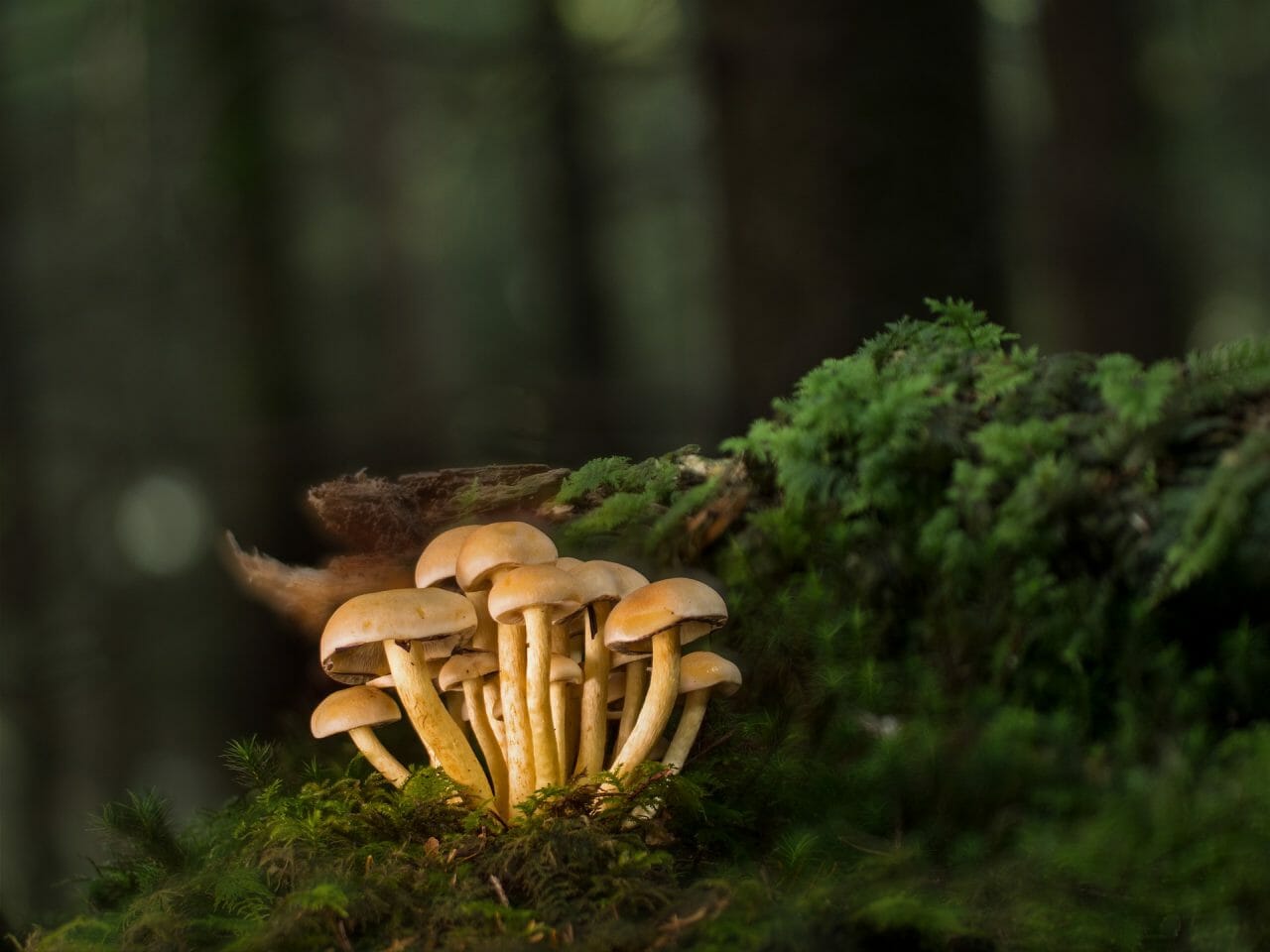 Listing the Most Potent Magic Mushrooms in Descending Order