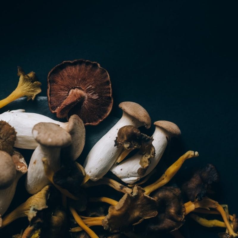 Dried Shrooms | Mushroom Coffee Canada