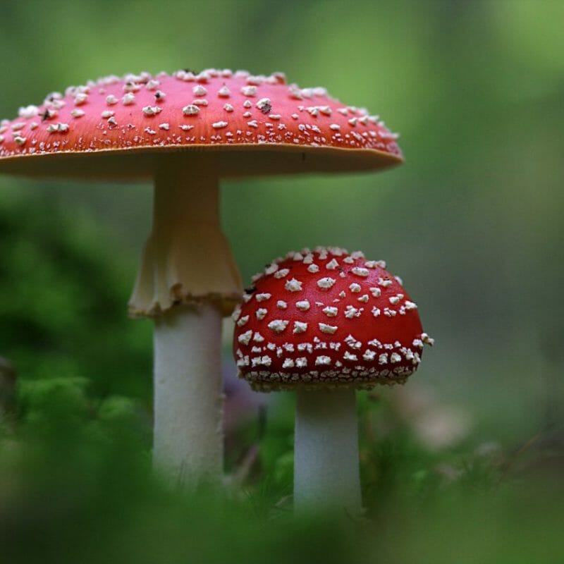 Magic Mushrooms Canada | Mushroom Coffee Canada
