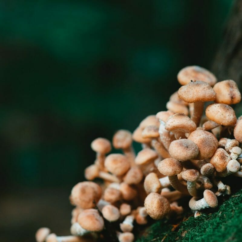 Mushroom Dispensary - Zoomies | Mushroom Coffee Canada