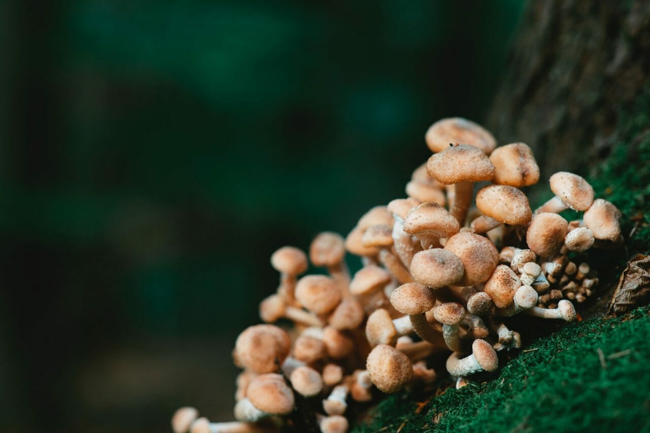 Offering of Mushroom Dispensary in Treating Depression
