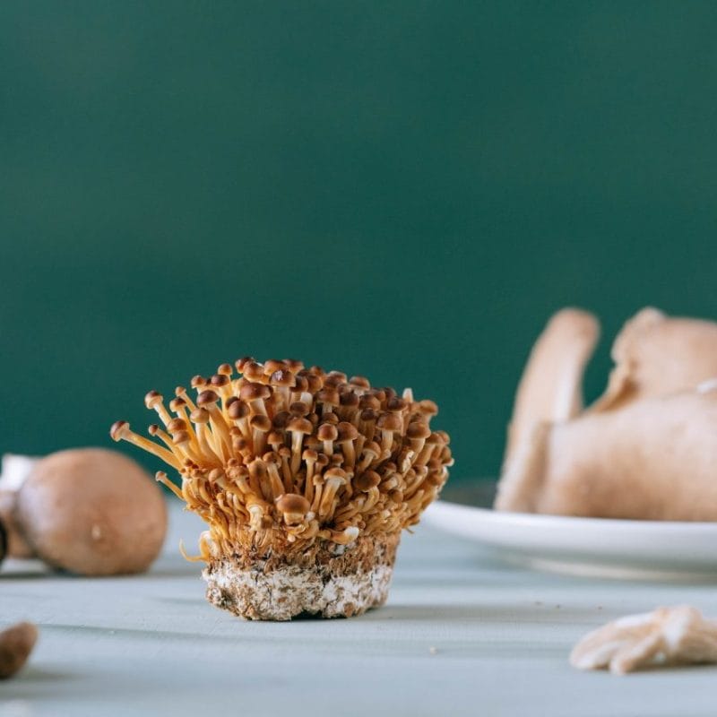 Buy Magic Mushroom | Mushroom Coffee Canada