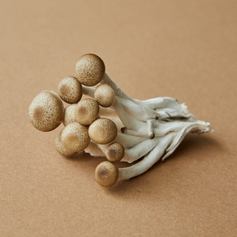 strongest mushroom strain | Mushroom Coffee Canada