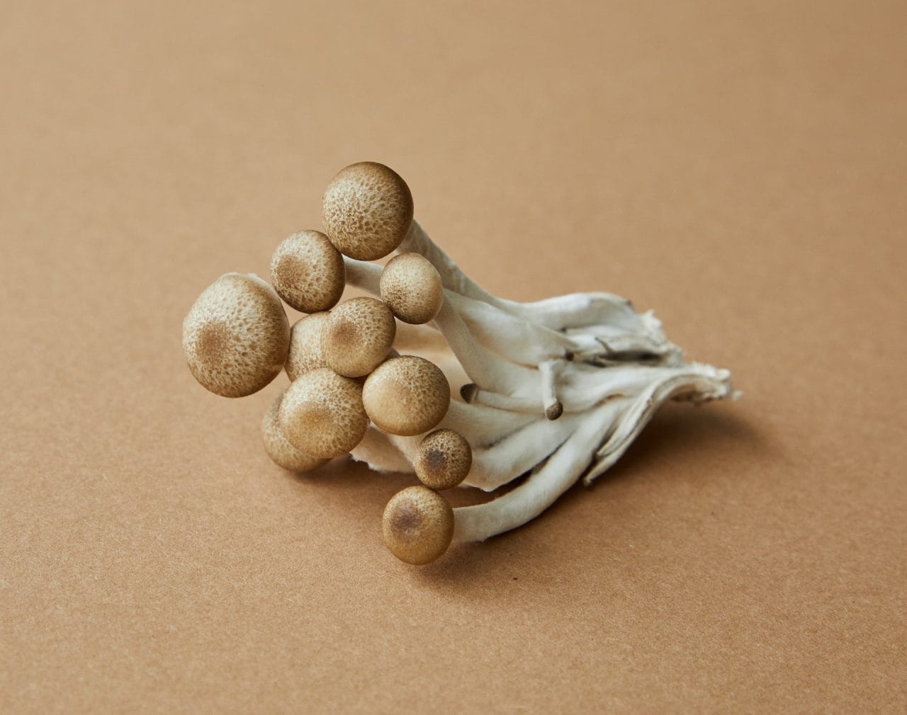 Taking a Deeper Dive into Penis Envy: An Examination of the Most Potent Mushroom Strain