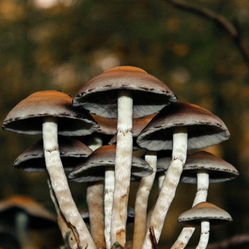 Microdose Mushrooms | Mushroom Coffee Canada