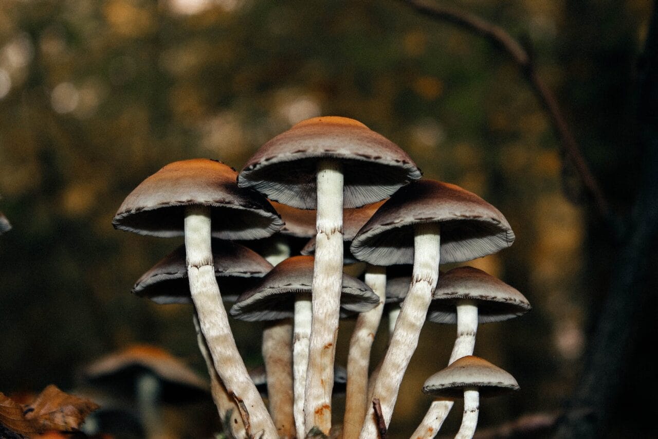 HTML:

<div>
<h1>Exploring the Effects of Microdose Mushrooms on Chronic Pain: A Case Series</h1>

<p>Chronic pain can be debilitating, but there might be a natural, alternative solution – microdose mushrooms. In this case series, we delve into the potential benefits of these fungi.</p>

<div class=