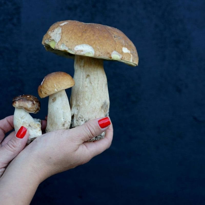Shrooms Online | Mushroom Coffee Canada