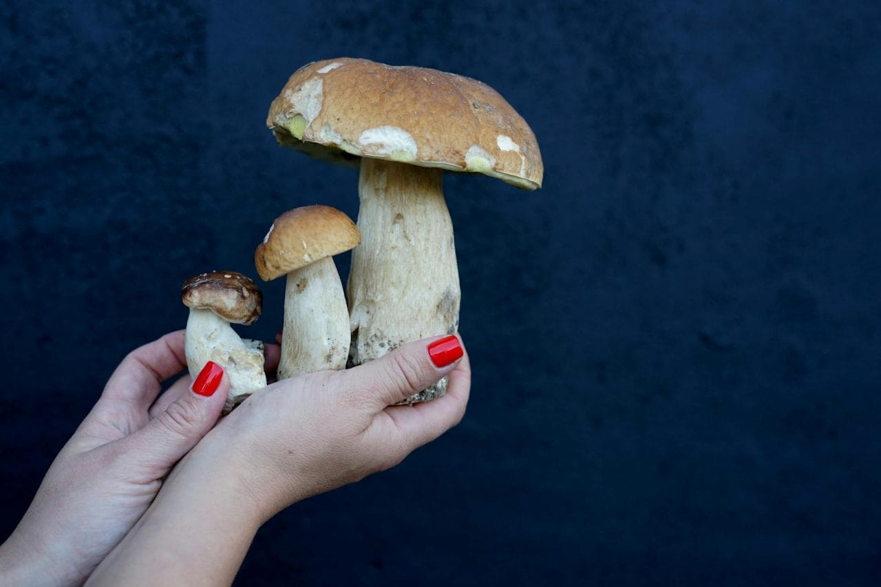 Five Essential Mushrooms to Try Near Your Location