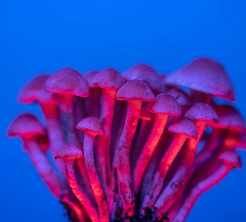 Shrooms Delivery in Canada | Mushroom Coffee Canada