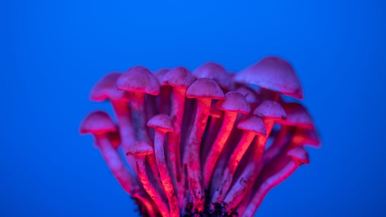 Delivery of Shrooms for Boosting Cognitive Function: Investigating the Advantages of Nootropics