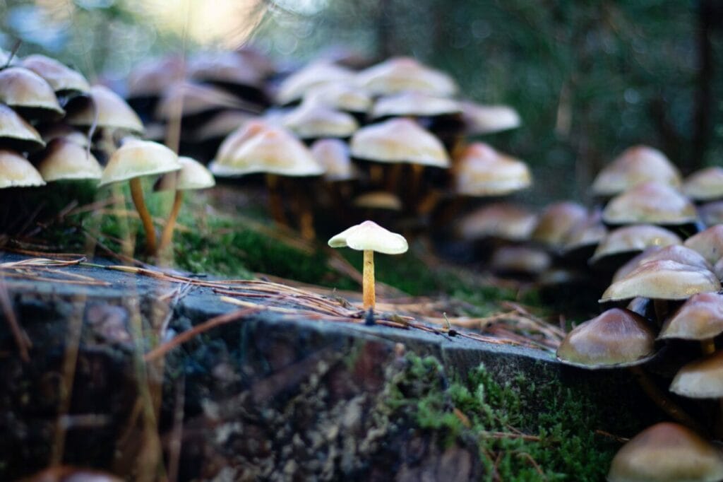 Shroom Delivery at Mushroom Coffee Canada