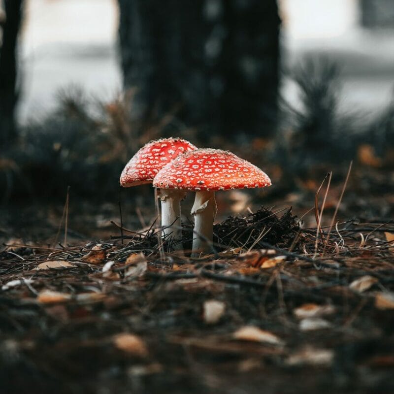 Shroom online delivery at Zoomies Canada | Mushroom Coffee Canada