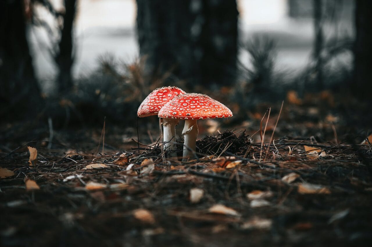 The Revolution of Psilocybin: Its Production, Research, and Future Prospects