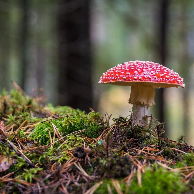 Shrooms Online in Canada | Mushroom Coffee Canada