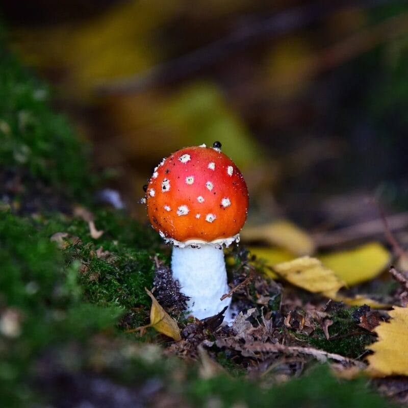 buy LSD online in Canada | Mushroom Coffee Canada