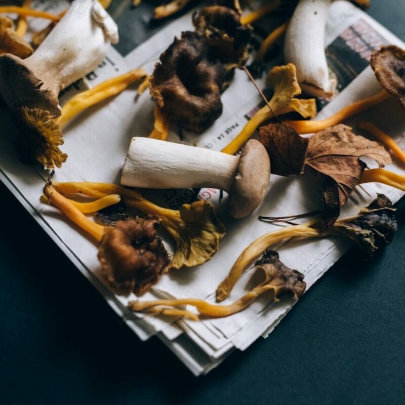 Mushroom chocolate at Zoomies Canada | Mushroom Coffee Canada