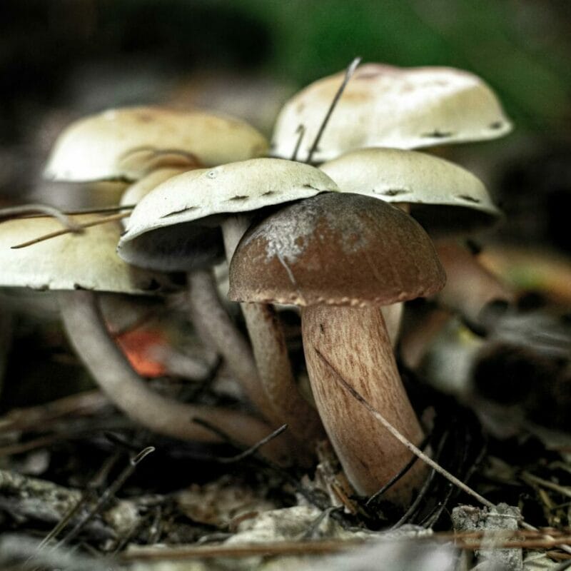 psilocybin mushroom | Mushroom Coffee Canada