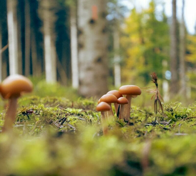 Magic Mushroom Dispensary | Mushroom Coffee Canada