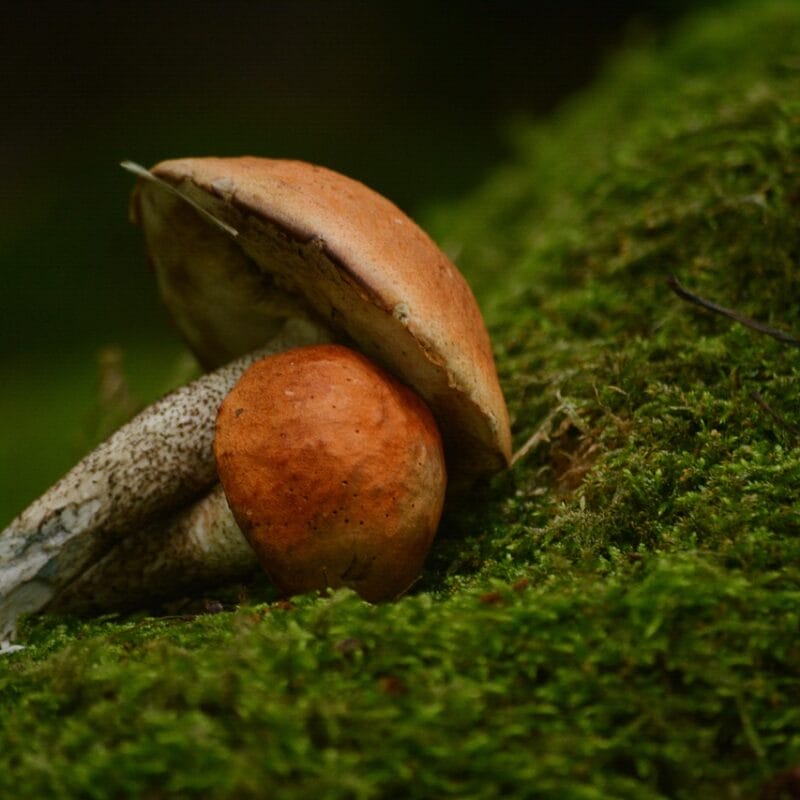 Mushroom Dispensary Vancouver | Mushroom Coffee Canada