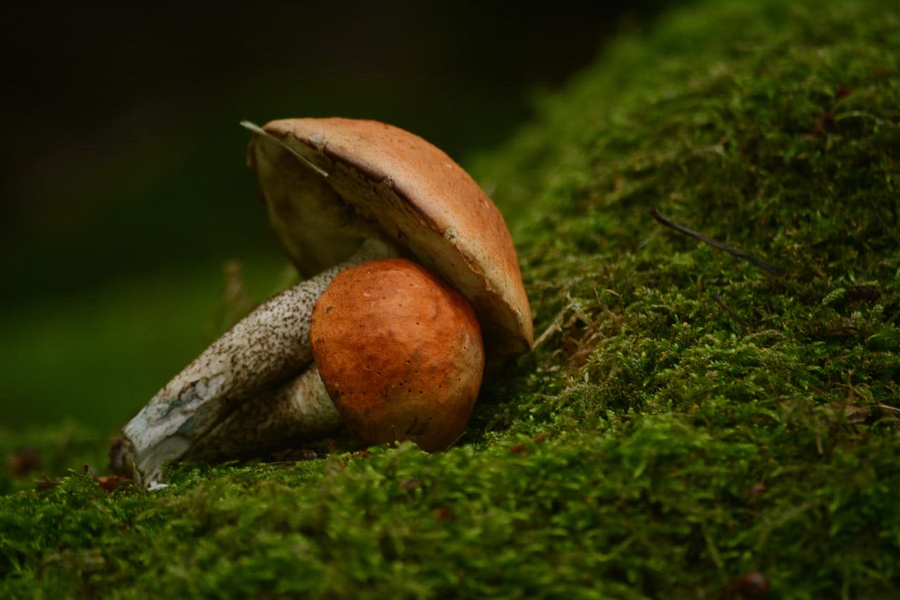 Vancouver’s Mushroom Dispensary: Five Fresh Shroom Strains Worth Trying