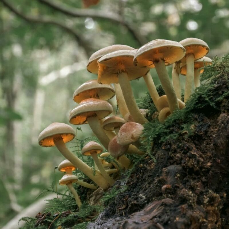 Shrooms online | Mushroom Coffee Canada