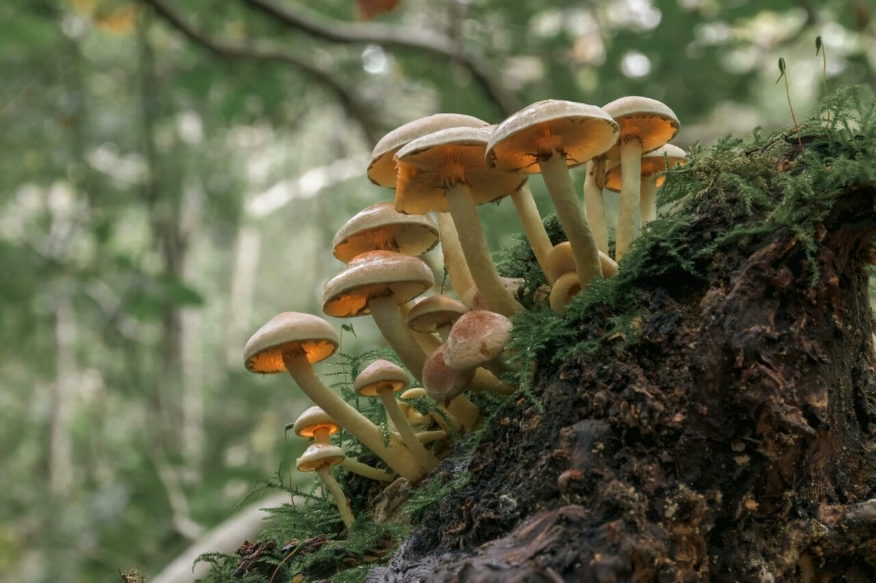 <div>
  <h1>The Role of Psilocybin in Enhancing Sexual Performance and Satisfaction Derived from Magic Mushrooms</h1>
</div>